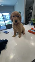 Teddy, a male Golden Retriever for sale in Naples, FL – 2 of 3
