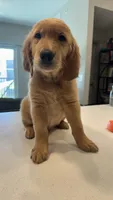 Romeo, a male Golden Retriever for sale in Naples, FL – 3 of 8