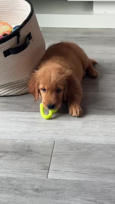 Rosalia, a female Golden Retriever for sale in Naples, FL – 2 of 2