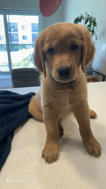 Atlas – Golden Retriever puppy for sale in Naples, FL