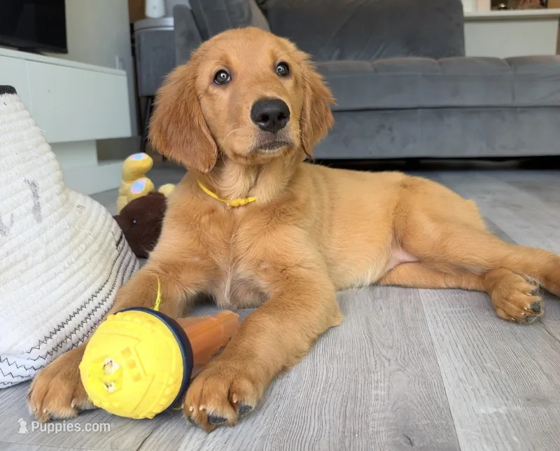 Tiana – Golden Retriever puppy for sale in Naples, FL