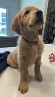 Atlas, a male Golden Retriever for sale in Naples, FL – 2 of 5