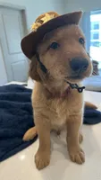 Teddy, a male Golden Retriever for sale in Naples, FL – 3 of 3