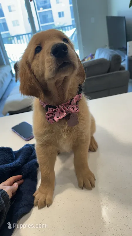 Athena – Golden Retriever puppy for sale in Naples, FL