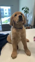 Atlas, a male Golden Retriever for sale in Naples, FL – 4 of 5
