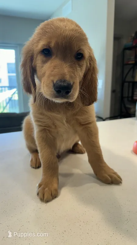 Romeo – Golden Retriever puppy for sale in Naples, FL