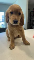 Romeo, a male Golden Retriever for sale in Naples, FL – 1 of 8