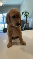 Romeo, a male Golden Retriever for sale in Naples, FL – 2 of 8