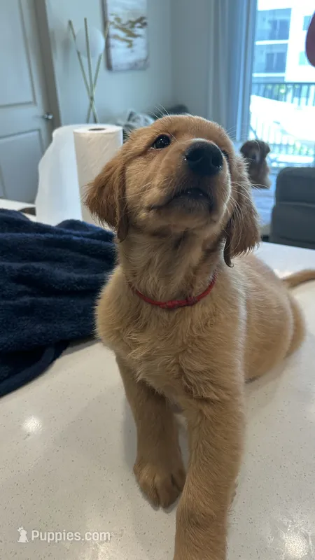 Teddy – Golden Retriever puppy for sale in Naples, FL