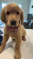 Athena, a female Golden Retriever for sale in Naples, FL – 4 of 5