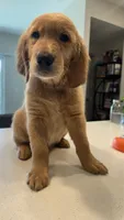 Romeo, a male Golden Retriever for sale in Naples, FL – 5 of 8
