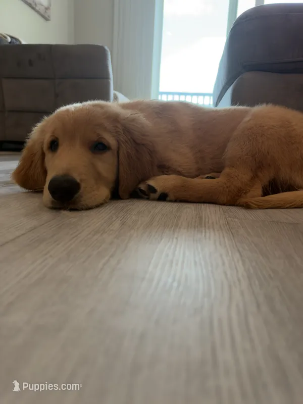 Athena – Golden Retriever puppy for sale in Naples, FL
