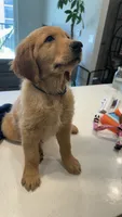 Atlas, a male Golden Retriever for sale in Naples, FL – 5 of 5