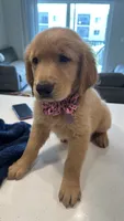 Athena, a female Golden Retriever for sale in Naples, FL – 3 of 5