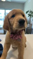 Athena, a female Golden Retriever for sale in Naples, FL – 5 of 5