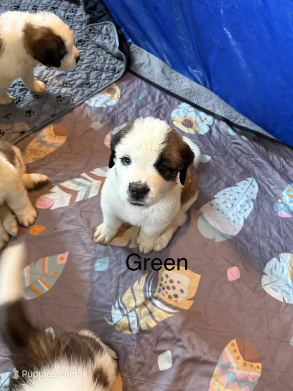 Green pup – Saint Bernard puppy for sale in Elizabeth City, NC