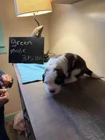 Green pup, a male Saint Bernard for sale in Elizabeth City, NC – Photo 5 of 5