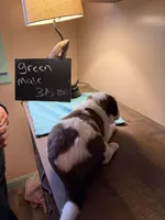 Green pup, a male Saint Bernard for sale in Elizabeth City, NC – Photo 3 of 5