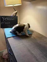 Yellow pup, a male Saint Bernard for sale in Elizabeth City, NC – Photo 4 of 6