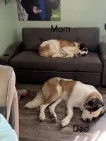 Yellow pup, a male Saint Bernard for sale in Elizabeth City, NC – Photo 5 of 6