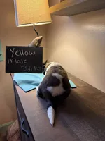 Yellow pup, a male Saint Bernard for sale in Elizabeth City, NC – Photo 3 of 6