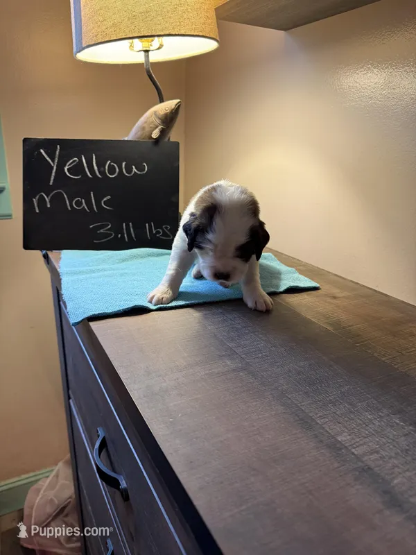 Yellow pup