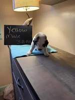 Yellow pup, a male Saint Bernard for sale in Elizabeth City, NC – Photo 1 of 6