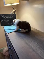 Yellow pup, a male Saint Bernard for sale in Elizabeth City, NC – Photo 2 of 6