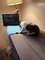 Grey pup, a male Saint Bernard for sale in Elizabeth City, NC – Photo 4 of 6