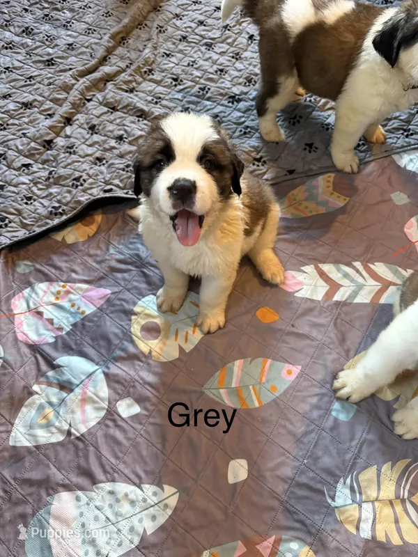 Grey pup – Saint Bernard puppy for sale in Elizabeth City, NC