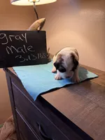 Grey pup, a male Saint Bernard for sale in Elizabeth City, NC – Photo 3 of 6