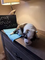 Grey pup, a male Saint Bernard for sale in Elizabeth City, NC – Photo 1 of 6