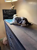 Light blue pup, a male Saint Bernard for sale in Elizabeth City, NC – Photo 3 of 6