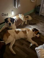 Light blue pup, a male Saint Bernard for sale in Elizabeth City, NC – Photo 6 of 6