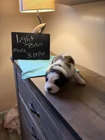 Light blue pup, a male Saint Bernard for sale in Elizabeth City, NC – Photo 1 of 6