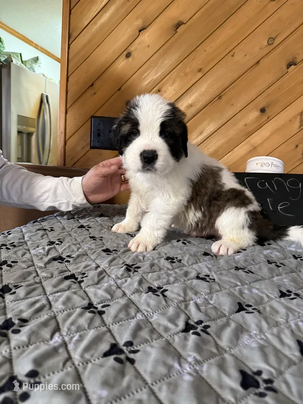 Orange puppy – Saint Bernard puppy for sale in Elizabeth City, NC