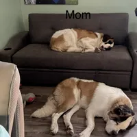 Orange puppy, a male Saint Bernard for sale in Elizabeth City, NC – Photo 6 of 7