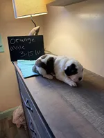 Orange puppy, a male Saint Bernard for sale in Elizabeth City, NC – Photo 3 of 6