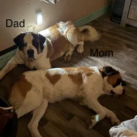 Orange puppy, a male Saint Bernard for sale in Elizabeth City, NC – Photo 7 of 7