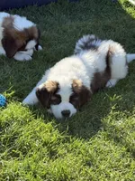 Orange puppy, a male Saint Bernard for sale in Elizabeth City, NC – Photo 3 of 7