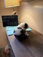 Orange puppy, a male Saint Bernard for sale in Elizabeth City, NC – Photo 2 of 6