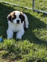 Orange puppy, a male Saint Bernard for sale in Elizabeth City, NC – Photo 4 of 7