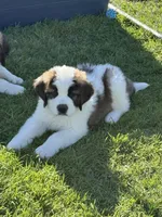 Orange puppy, a male Saint Bernard for sale in Elizabeth City, NC – Photo 1 of 7