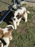 Orange puppy, a male Saint Bernard for sale in Elizabeth City, NC – Photo 5 of 7