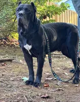 Cane Corso 3, a female Cane Corso for sale in Atlanta, GA – 3 of 4