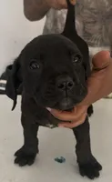 Cane Corso 4, a female Cane Corso for sale in Atlanta, GA – 2 of 4