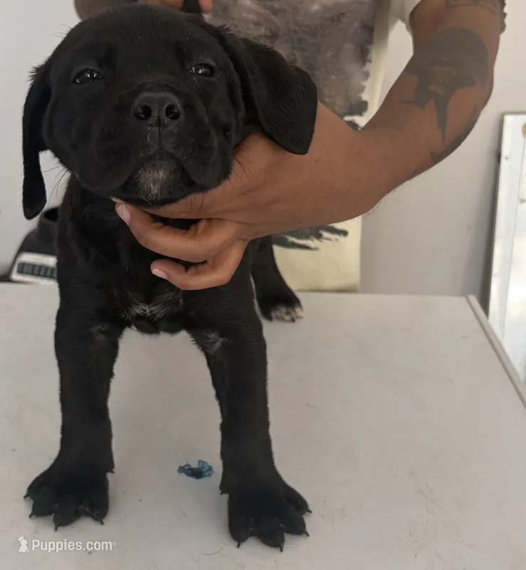 Cane Corso 3 – Cane Corso puppy for sale in Atlanta, GA