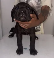 Cane Corso 1, a female Cane Corso for sale in Atlanta, GA – 2 of 4