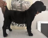 Cane Corso 3, a female Cane Corso for sale in Atlanta, GA – 2 of 4