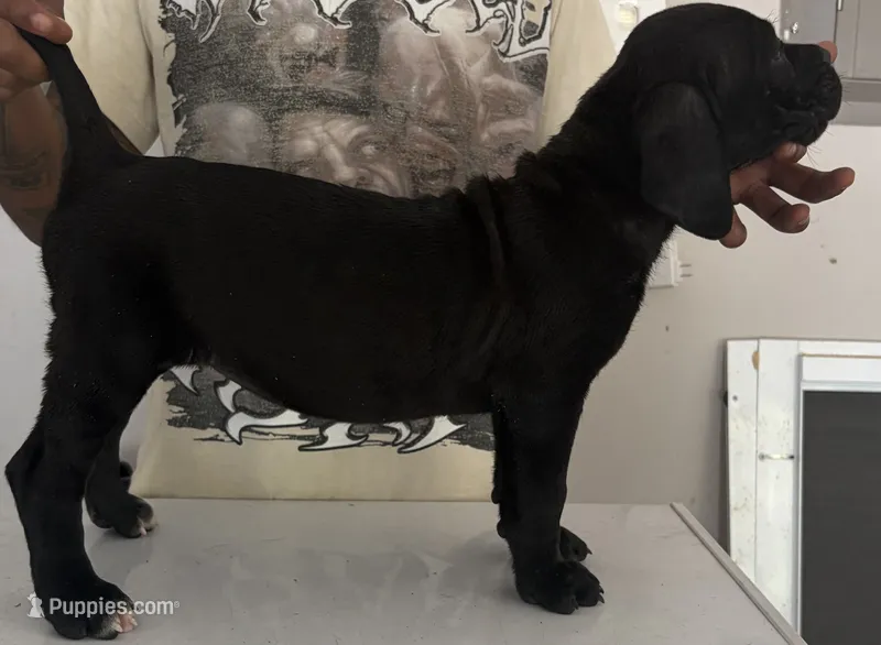 Cane Corso 4 – Cane Corso puppy for sale in Atlanta, GA